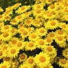 250 Golden Marguerite Daisy Seeds - Yellow Chamomile Anthemis Tinctoria Kelwayi - Image 1