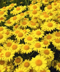 250 Golden Marguerite Daisy Seeds - Yellow Chamomile Anthemis Tinctoria Kelwayi - Image 1