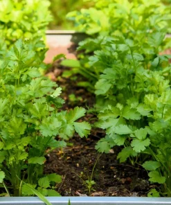 250 Leisure Cilantro Coriander Seeds - Herb Vegetable, Slow Bolt Variety - Image 2