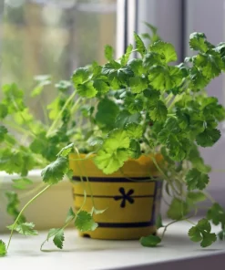 250 Leisure Cilantro Coriander Seeds - Herb Vegetable, Slow Bolt Variety - Image 3