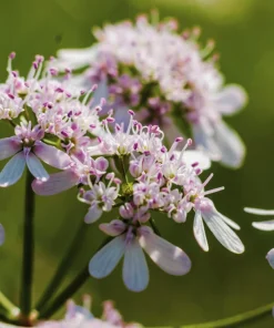 250 Leisure Cilantro Coriander Seeds - Herb Vegetable, Slow Bolt Variety - Image 4