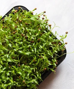 250 Leisure Cilantro Coriander Seeds - Herb Vegetable, Slow Bolt Variety - Image 5