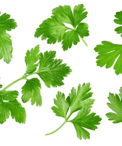 250 Leisure Cilantro Coriander Seeds - Herb Vegetable, Slow Bolt Variety - Image 8