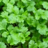 250 Leisure Cilantro Coriander Seeds - Herb Vegetable, Slow Bolt Variety - Image 1