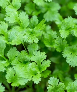 250 Leisure Cilantro Coriander Seeds - Herb Vegetable, Slow Bolt Variety - Image 1