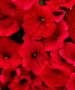 250 MIXED COLORS PETUNIA Flower Seeds - Image 10