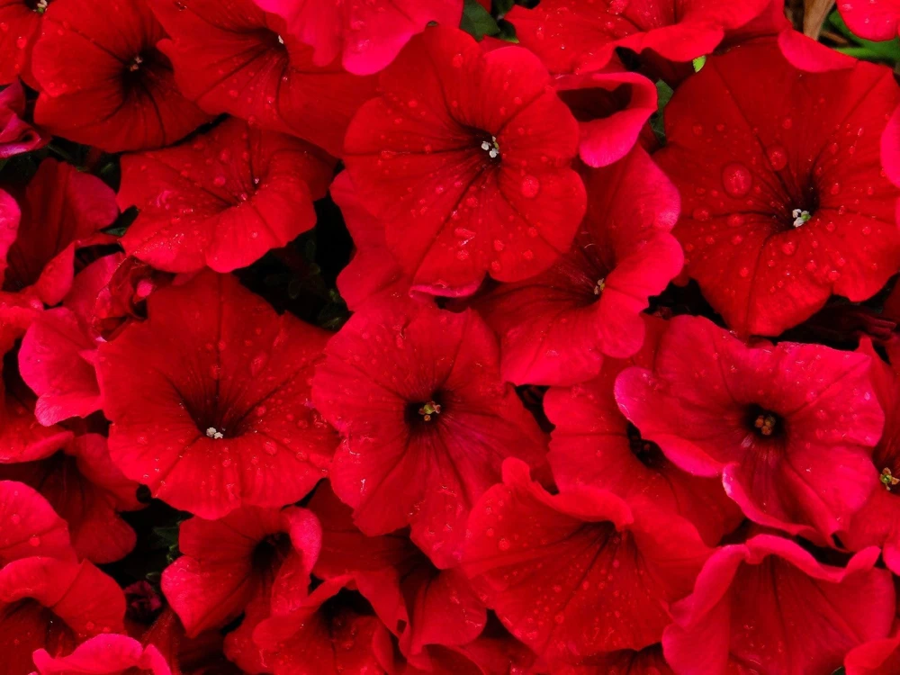 250 MIXED COLORS PETUNIA Flower Seeds - Image 10