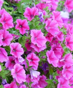 250 MIXED COLORS PETUNIA Flower Seeds - Image 11