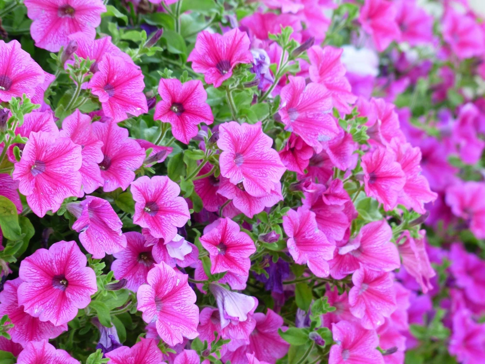 250 MIXED COLORS PETUNIA Flower Seeds - Image 11
