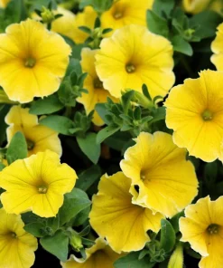 250 MIXED COLORS PETUNIA Flower Seeds - Image 12