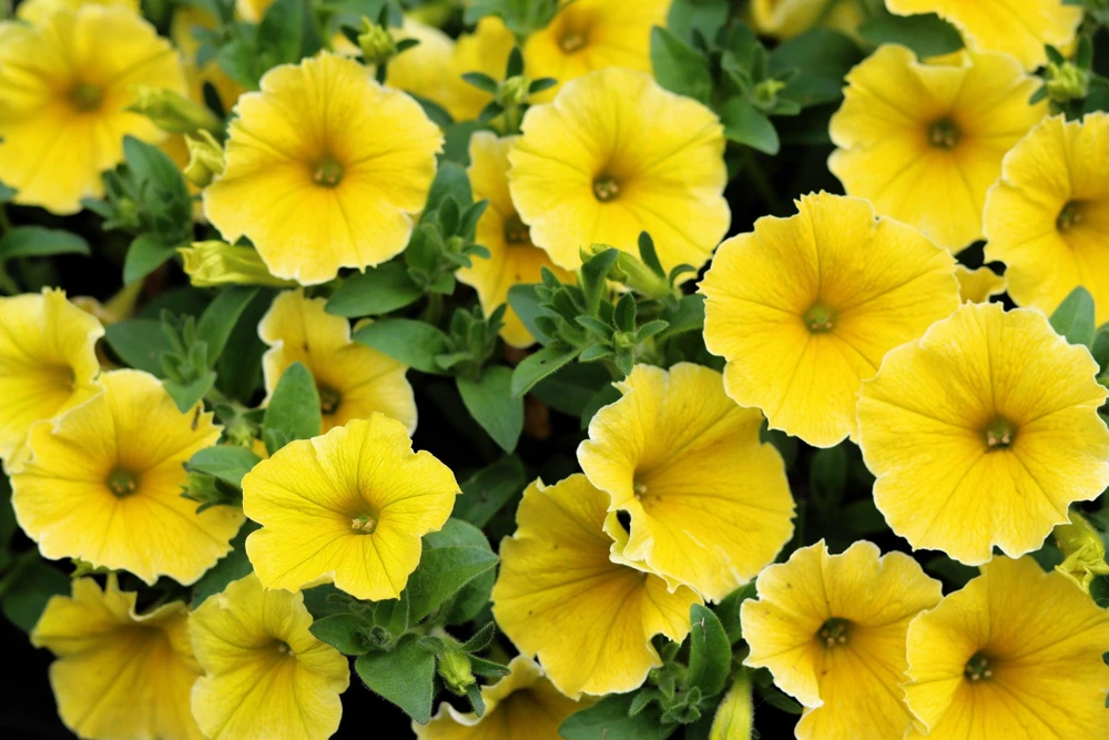 250 MIXED COLORS PETUNIA Flower Seeds - Image 12