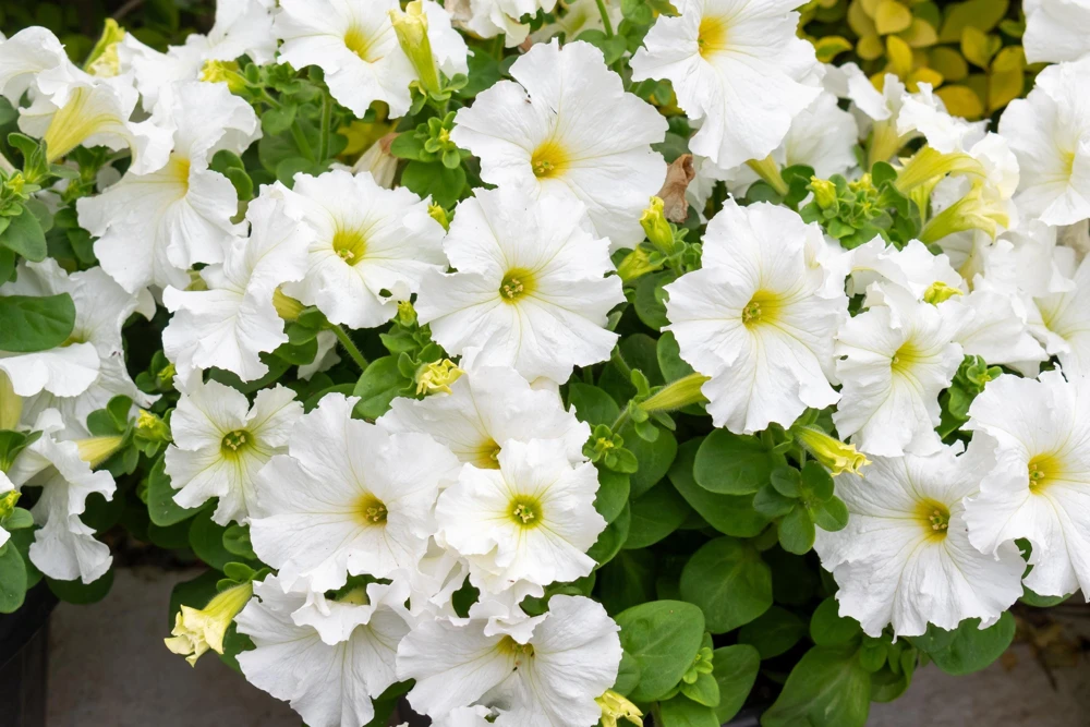 250 MIXED COLORS PETUNIA Flower Seeds - Image 13
