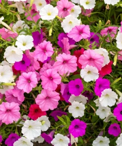 250 MIXED COLORS PETUNIA Flower Seeds - Image 2