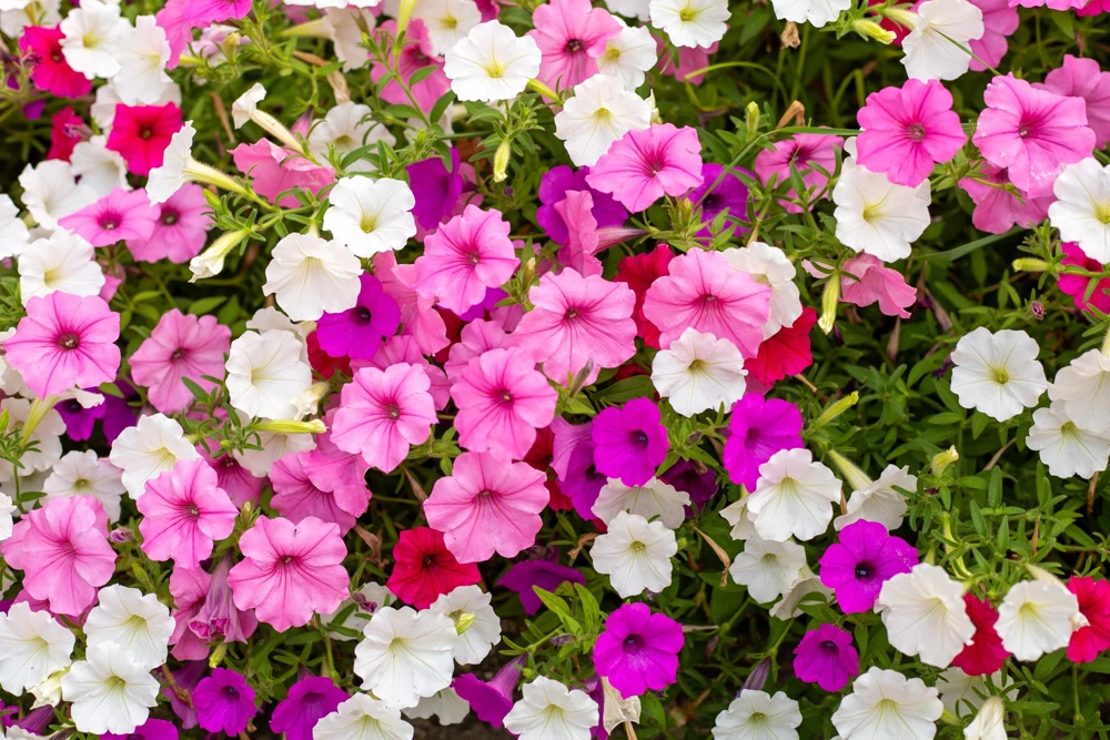 250 MIXED COLORS PETUNIA Flower Seeds - Image 2