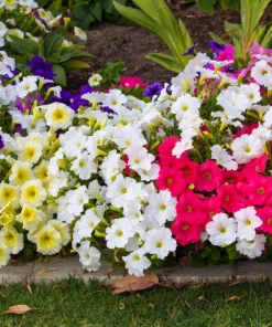 250 MIXED COLORS PETUNIA Flower Seeds - Image 3