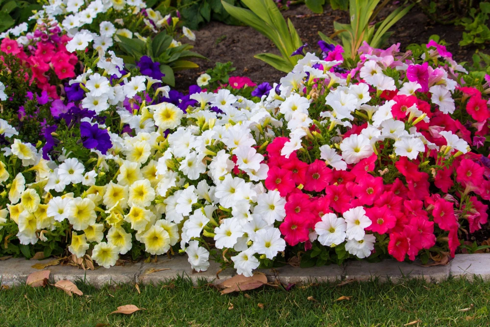 250 MIXED COLORS PETUNIA Flower Seeds - Image 3