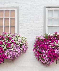 250 MIXED COLORS PETUNIA Flower Seeds - Image 4