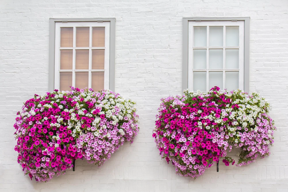 250 MIXED COLORS PETUNIA Flower Seeds - Image 4