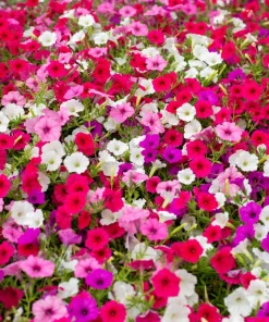 250 MIXED COLORS PETUNIA Flower Seeds - Image 5