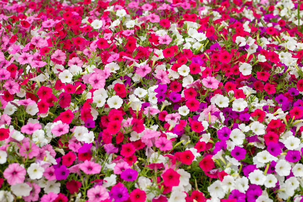 250 MIXED COLORS PETUNIA Flower Seeds - Image 5