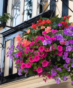 250 MIXED COLORS PETUNIA Flower Seeds - Image 6