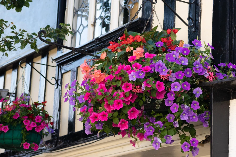 250 MIXED COLORS PETUNIA Flower Seeds - Image 6