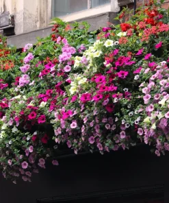 250 MIXED COLORS PETUNIA Flower Seeds - Image 7