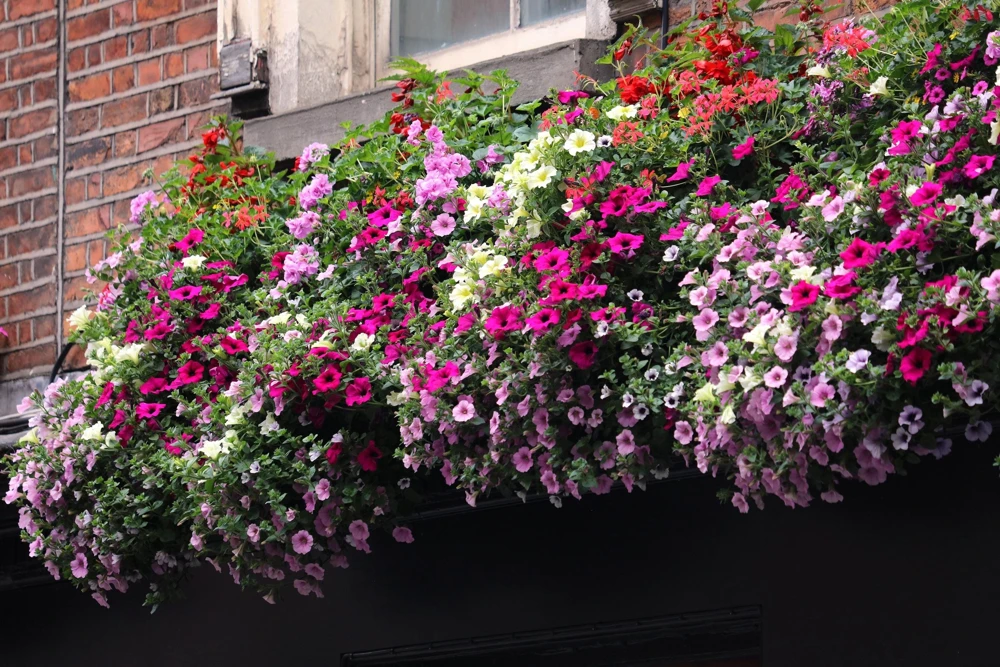 250 MIXED COLORS PETUNIA Flower Seeds - Image 7