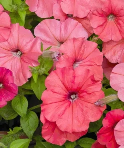 250 MIXED COLORS PETUNIA Flower Seeds - Image 8