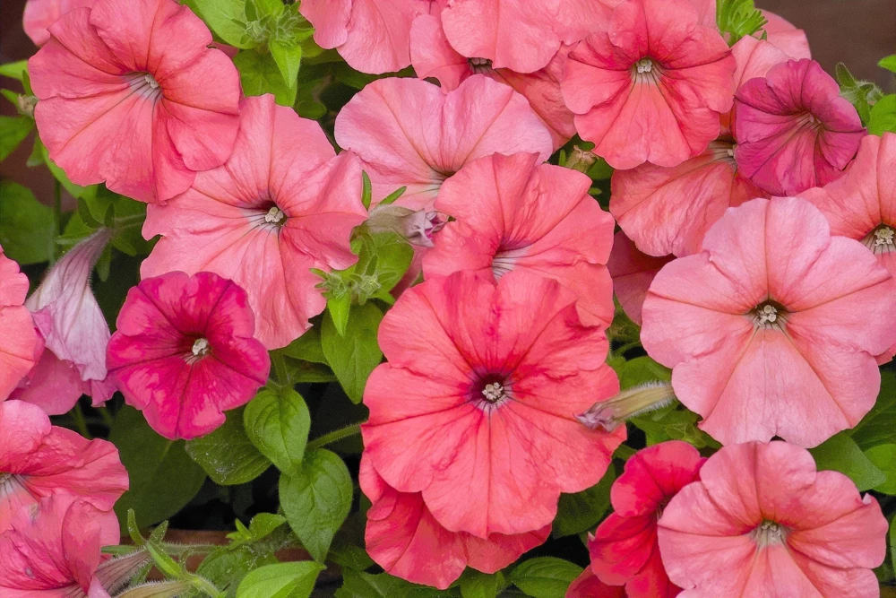 250 MIXED COLORS PETUNIA Flower Seeds - Image 8