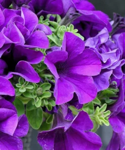 250 MIXED COLORS PETUNIA Flower Seeds - Image 9