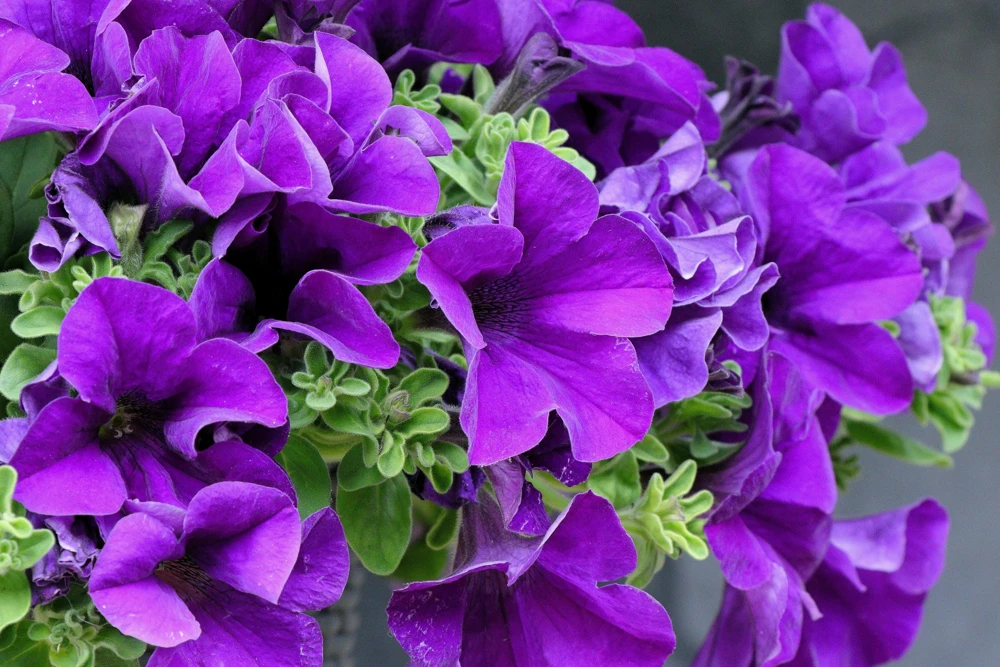250 MIXED COLORS PETUNIA Flower Seeds - Image 9