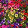 250 MIXED COLORS PETUNIA Flower Seeds - Image 1
