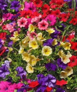 250 MIXED COLORS PETUNIA Flower Seeds - Image 1