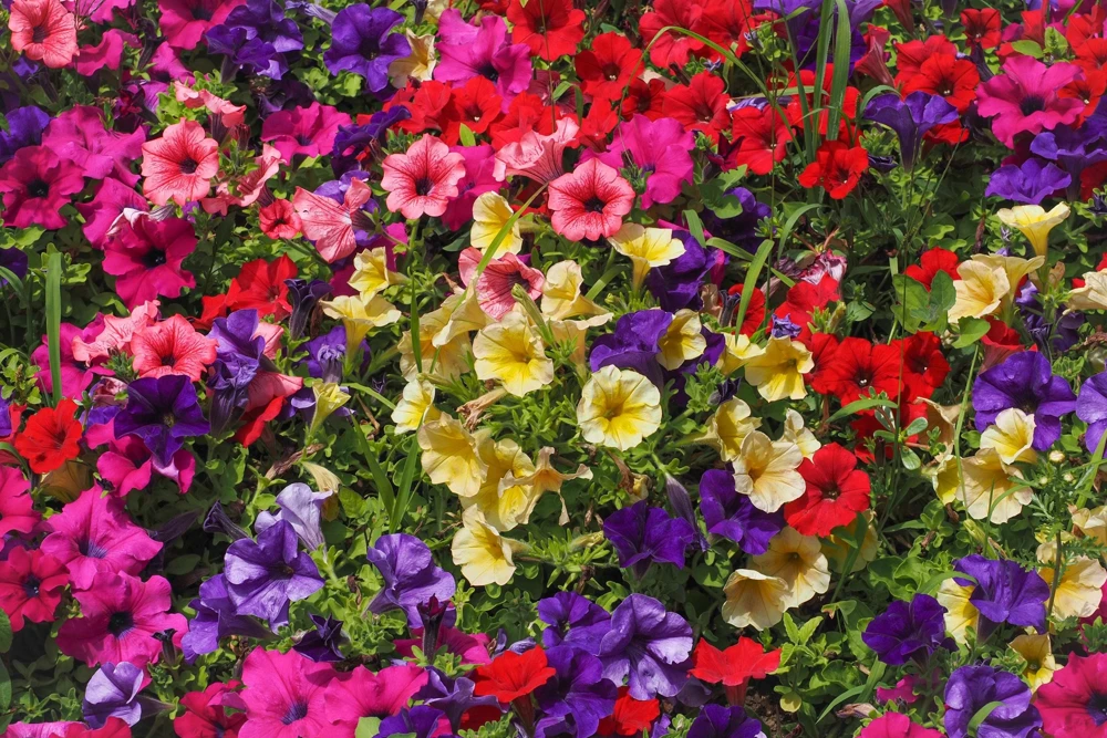 250 MIXED COLORS PETUNIA Flower Seeds - Image 1