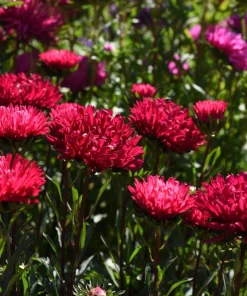 250 Red China Aster Flower Seeds - Callistephus Chinensis - Double Blooms - Image 10