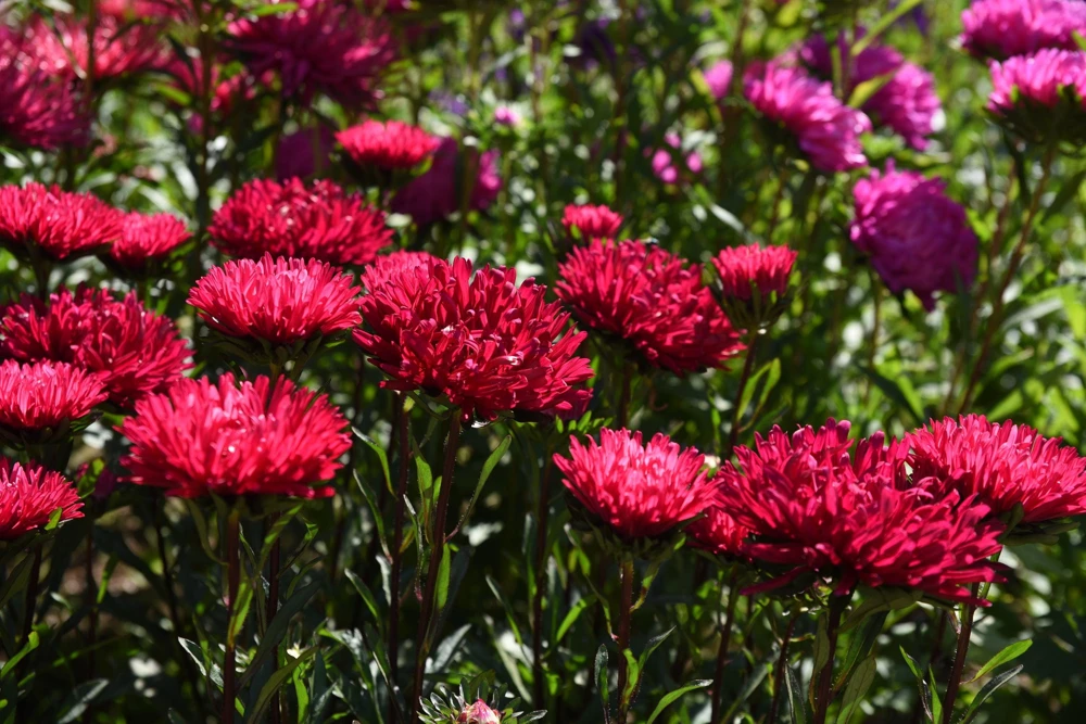 250 Red China Aster Flower Seeds - Callistephus Chinensis - Double Blooms - Image 10