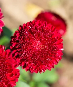 250 Red China Aster Flower Seeds - Callistephus Chinensis - Double Blooms - Image 11