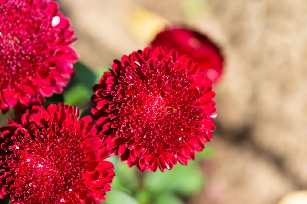 250 Red China Aster Flower Seeds - Callistephus Chinensis - Double Blooms - Image 11