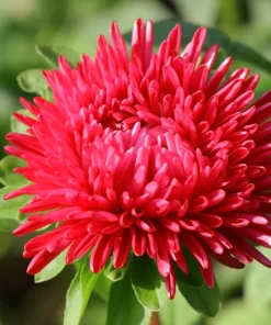 250 Red China Aster Flower Seeds - Callistephus Chinensis - Double Blooms - Image 2