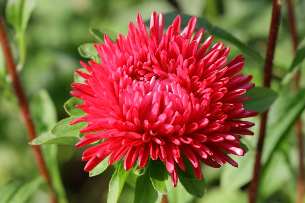 250 Red China Aster Flower Seeds - Callistephus Chinensis - Double Blooms - Image 2