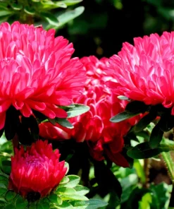 250 Red China Aster Flower Seeds - Callistephus Chinensis - Double Blooms - Image 3