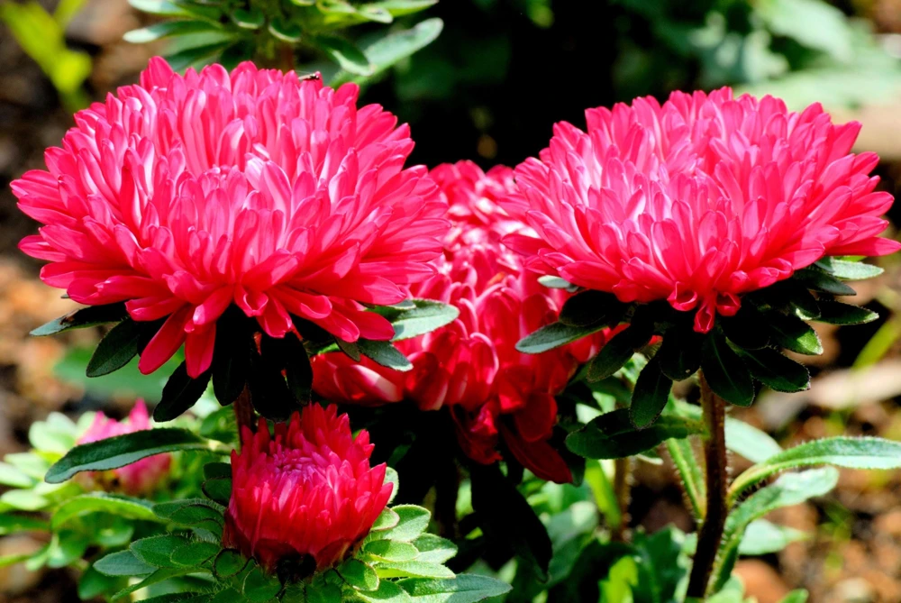 250 Red China Aster Flower Seeds - Callistephus Chinensis - Double Blooms - Image 3