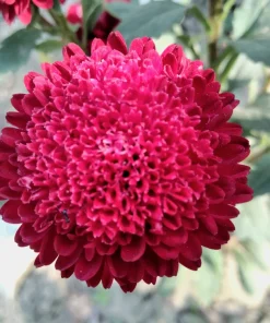 250 Red China Aster Flower Seeds - Callistephus Chinensis - Double Blooms - Image 4