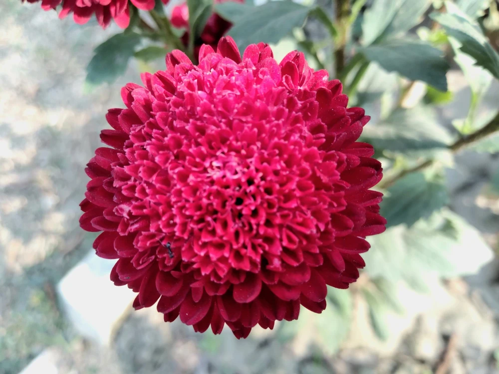 250 Red China Aster Flower Seeds - Callistephus Chinensis - Double Blooms - Image 4