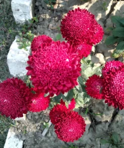 250 Red China Aster Flower Seeds - Callistephus Chinensis - Double Blooms - Image 5