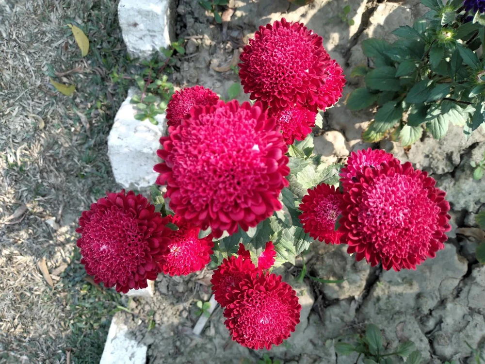 250 Red China Aster Flower Seeds - Callistephus Chinensis - Double Blooms - Image 5