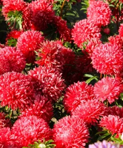 250 Red China Aster Flower Seeds - Callistephus Chinensis - Double Blooms - Image 6
