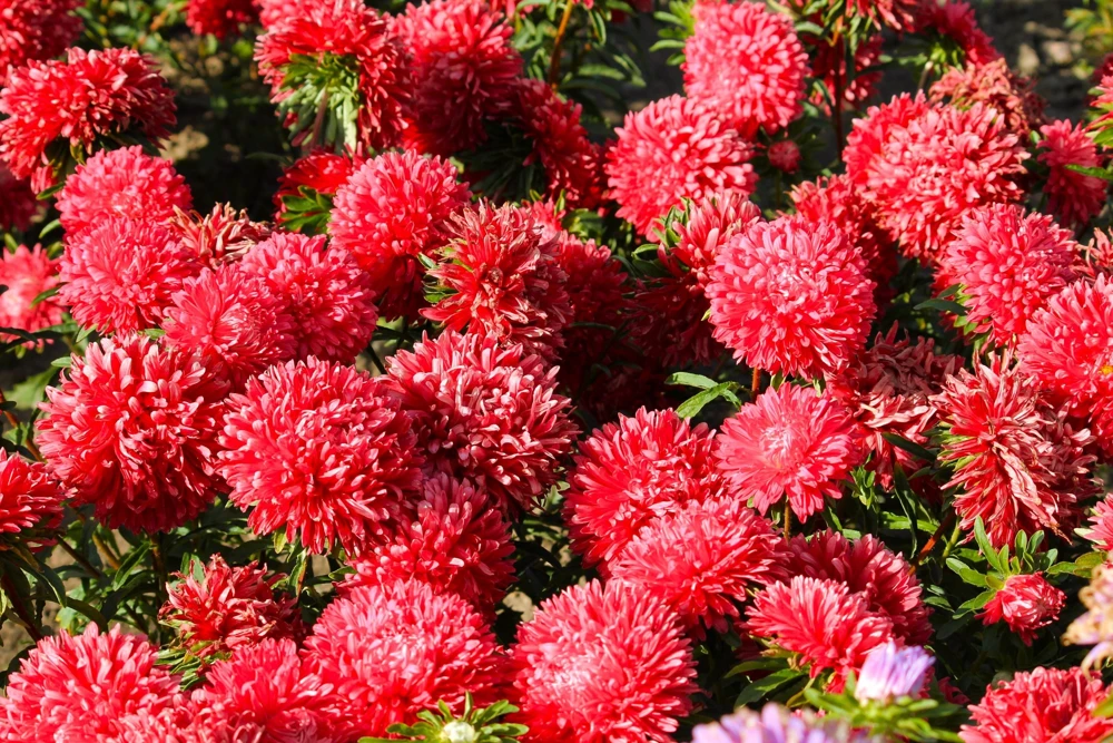 250 Red China Aster Flower Seeds - Callistephus Chinensis - Double Blooms - Image 6