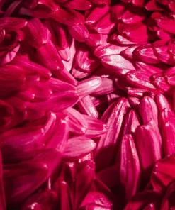250 Red China Aster Flower Seeds - Callistephus Chinensis - Double Blooms - Image 7